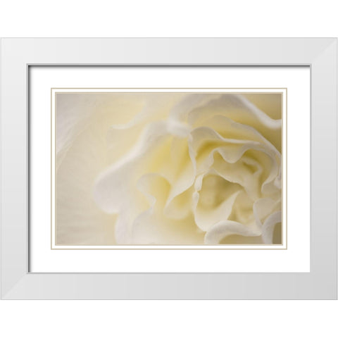 Soft White Begonia II White Modern Wood Framed Art Print with Double Matting by Crane, Rita