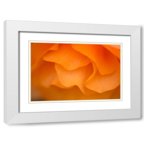 Begonia Glow II White Modern Wood Framed Art Print with Double Matting by Crane, Rita