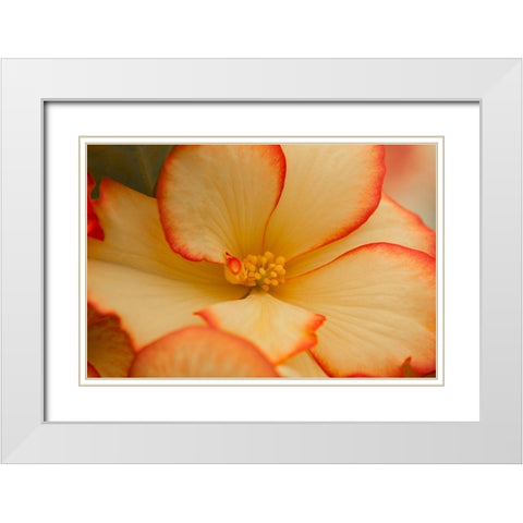 Camilles Begonias I White Modern Wood Framed Art Print with Double Matting by Crane, Rita