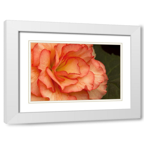 Festive Begonia I White Modern Wood Framed Art Print with Double Matting by Crane, Rita