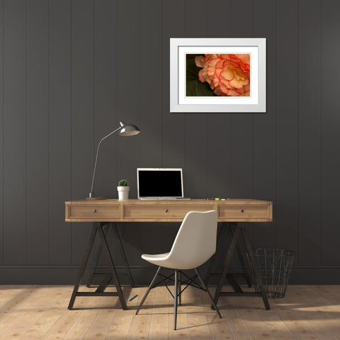 Festive Begonia II White Modern Wood Framed Art Print with Double Matting by Crane, Rita