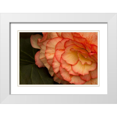 Festive Begonia II White Modern Wood Framed Art Print with Double Matting by Crane, Rita