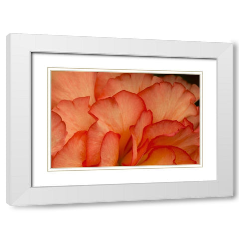 Festive Begonia III White Modern Wood Framed Art Print with Double Matting by Crane, Rita