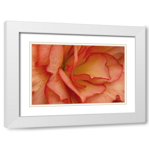 Festive Begonia V White Modern Wood Framed Art Print with Double Matting by Crane, Rita