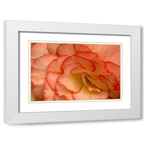 Festive Begonia VI White Modern Wood Framed Art Print with Double Matting by Crane, Rita