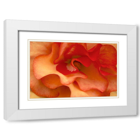 Begonia Petals I White Modern Wood Framed Art Print with Double Matting by Crane, Rita