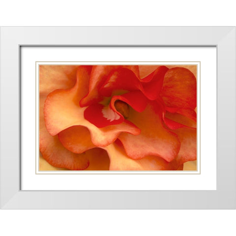 Begonia Petals I White Modern Wood Framed Art Print with Double Matting by Crane, Rita