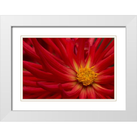 Fiery Dahlia II White Modern Wood Framed Art Print with Double Matting by Crane, Rita