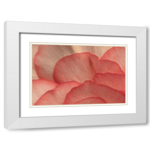 Pink Begonia Petals I White Modern Wood Framed Art Print with Double Matting by Crane, Rita