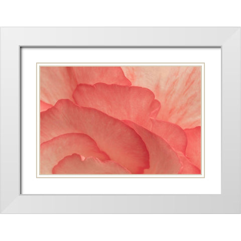 Pink Begonia Petals II White Modern Wood Framed Art Print with Double Matting by Crane, Rita