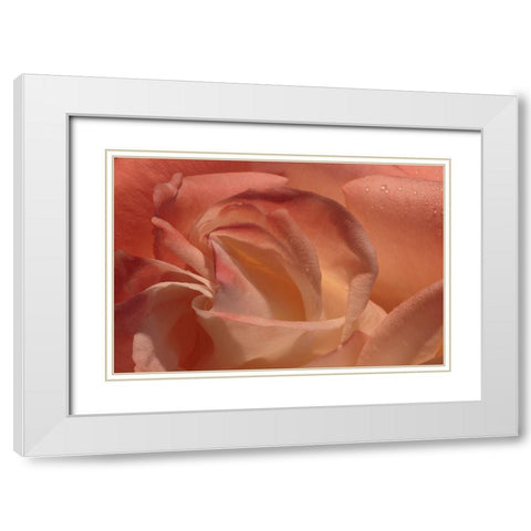 Heart of a Rose White Modern Wood Framed Art Print with Double Matting by Crane, Rita