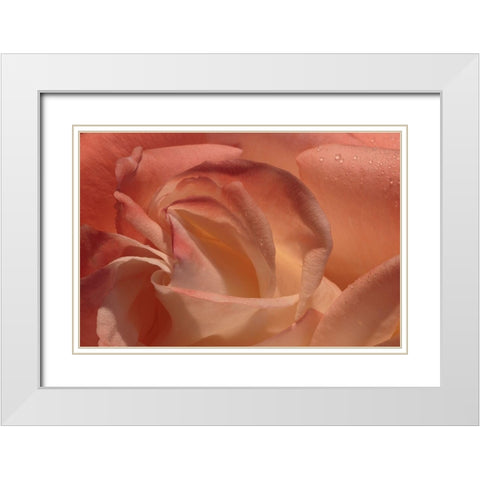 Heart of a Rose White Modern Wood Framed Art Print with Double Matting by Crane, Rita