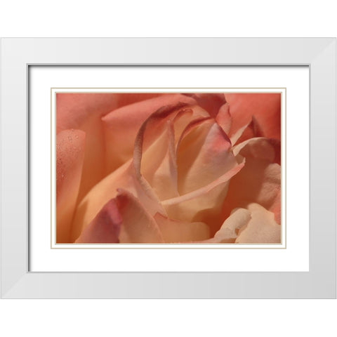 Heart of a Rose II White Modern Wood Framed Art Print with Double Matting by Crane, Rita