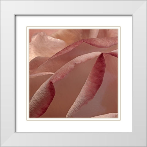 Heart of a Rose XII White Modern Wood Framed Art Print with Double Matting by Crane, Rita