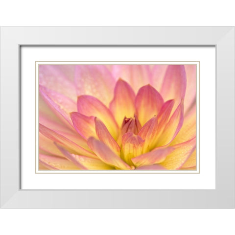 China Doll Dahlia II White Modern Wood Framed Art Print with Double Matting by Crane, Rita