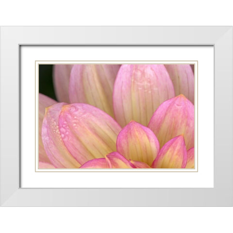 China Doll Petals I White Modern Wood Framed Art Print with Double Matting by Crane, Rita