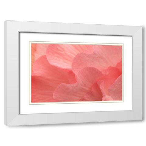 Rosy Begonia II White Modern Wood Framed Art Print with Double Matting by Crane, Rita