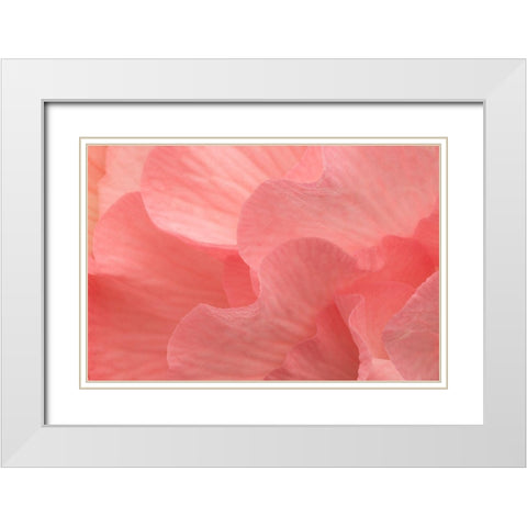 Rosy Begonia II White Modern Wood Framed Art Print with Double Matting by Crane, Rita