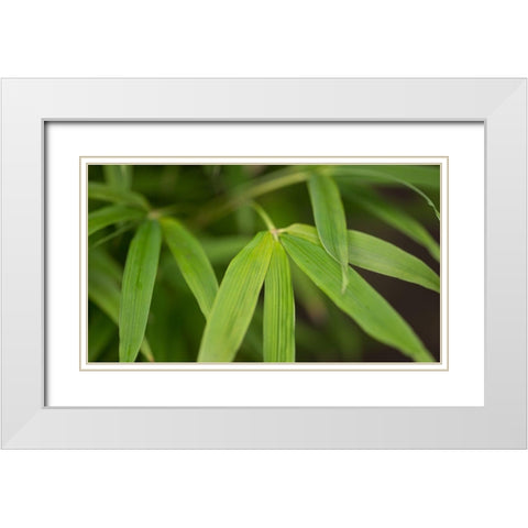 Bamboo Leaves I White Modern Wood Framed Art Print with Double Matting by Crane, Rita