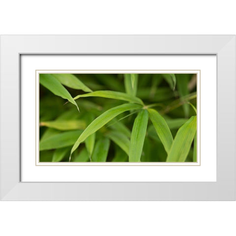 Bamboo Leaves II White Modern Wood Framed Art Print with Double Matting by Crane, Rita