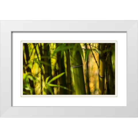 Bamboo Afternoon I White Modern Wood Framed Art Print with Double Matting by Crane, Rita
