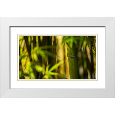 Bamboo Afternoon II White Modern Wood Framed Art Print with Double Matting by Crane, Rita