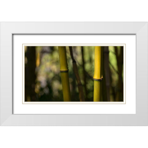 Bamboo Afternoon IV White Modern Wood Framed Art Print with Double Matting by Crane, Rita