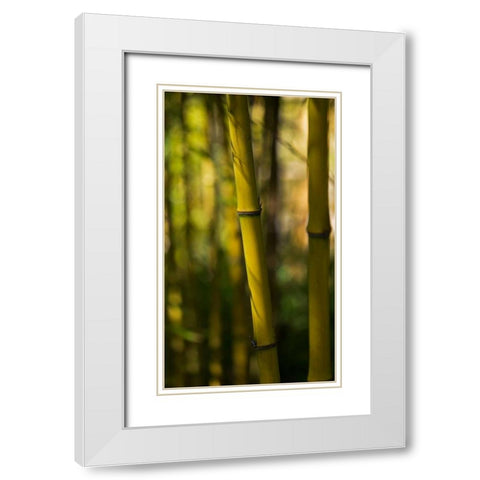 Bamboo Afternoon VII White Modern Wood Framed Art Print with Double Matting by Crane, Rita