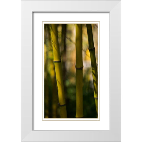 Bamboo Afternoon VIII White Modern Wood Framed Art Print with Double Matting by Crane, Rita