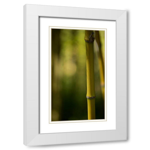 Bamboo Afternoon X White Modern Wood Framed Art Print with Double Matting by Crane, Rita