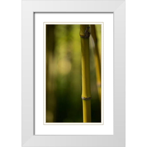 Bamboo Afternoon X White Modern Wood Framed Art Print with Double Matting by Crane, Rita