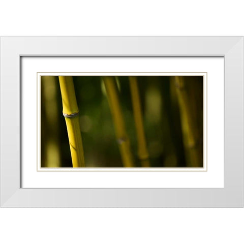 Bamboo Afternoon V White Modern Wood Framed Art Print with Double Matting by Crane, Rita