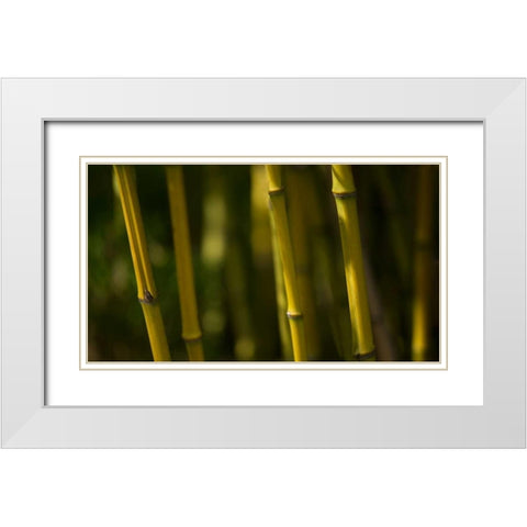 Bamboo Afternoon VI White Modern Wood Framed Art Print with Double Matting by Crane, Rita