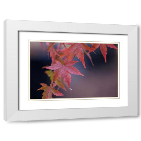 Japanese Maple I White Modern Wood Framed Art Print with Double Matting by Crane, Rita