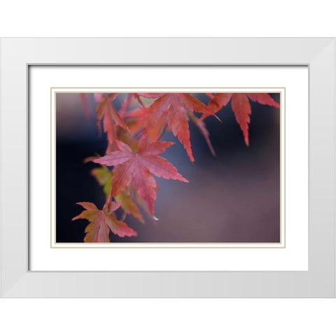 Japanese Maple I White Modern Wood Framed Art Print with Double Matting by Crane, Rita