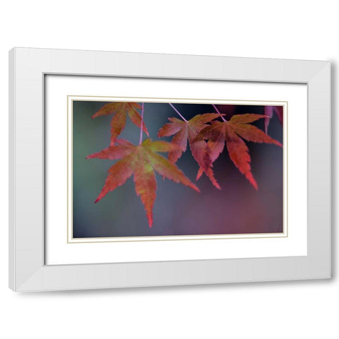 Japanese Maple II White Modern Wood Framed Art Print with Double Matting by Crane, Rita