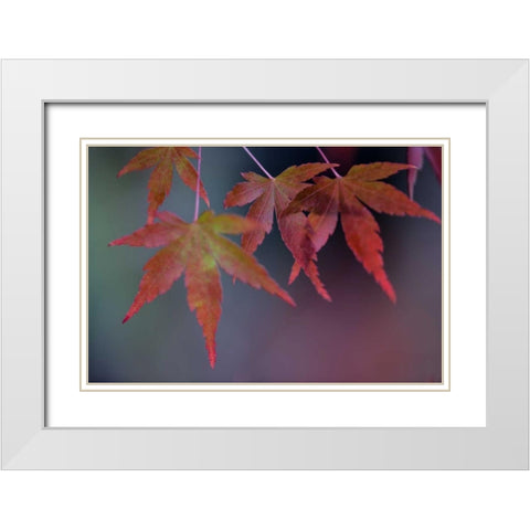 Japanese Maple II White Modern Wood Framed Art Print with Double Matting by Crane, Rita