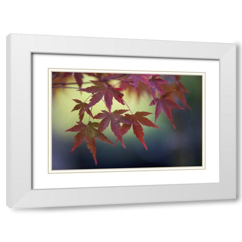 Japanese Maple III White Modern Wood Framed Art Print with Double Matting by Crane, Rita