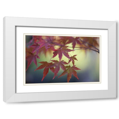 Japanese Maple IV White Modern Wood Framed Art Print with Double Matting by Crane, Rita
