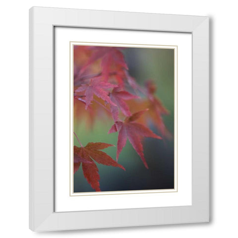 Japanese Maple V White Modern Wood Framed Art Print with Double Matting by Crane, Rita