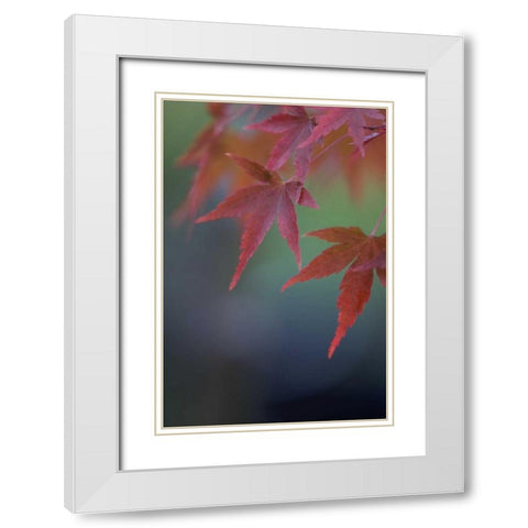 Japanese Maple VI White Modern Wood Framed Art Print with Double Matting by Crane, Rita