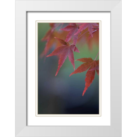 Japanese Maple VI White Modern Wood Framed Art Print with Double Matting by Crane, Rita