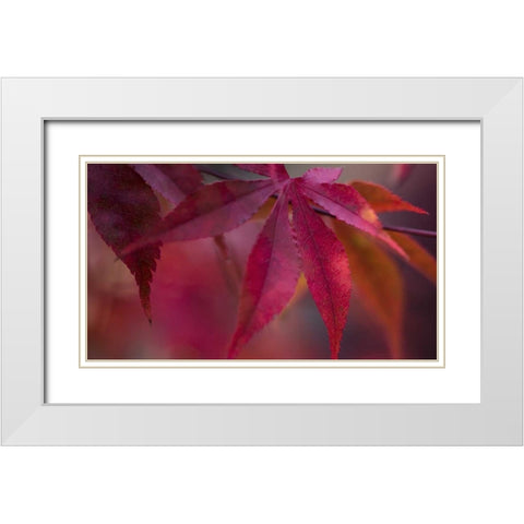 Joyful Maple I White Modern Wood Framed Art Print with Double Matting by Crane, Rita