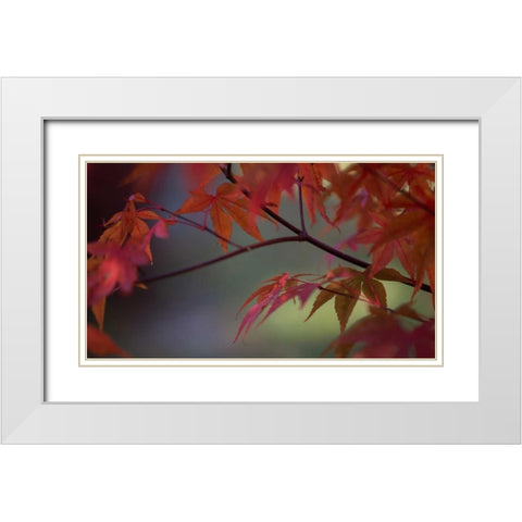 Sunlight Maple II White Modern Wood Framed Art Print with Double Matting by Crane, Rita