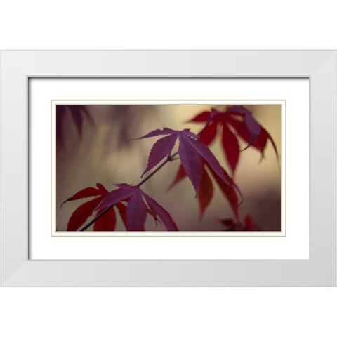 Burgundy Maple II White Modern Wood Framed Art Print with Double Matting by Crane, Rita