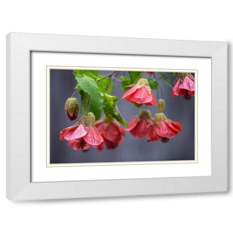 Chinese Lantern I White Modern Wood Framed Art Print with Double Matting by Crane, Rita