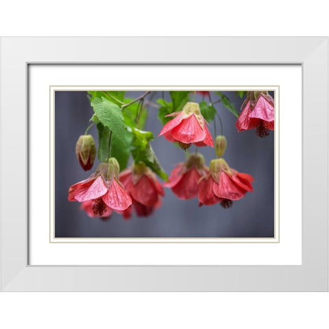 Chinese Lantern I White Modern Wood Framed Art Print with Double Matting by Crane, Rita