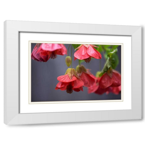 Chinese Lantern II White Modern Wood Framed Art Print with Double Matting by Crane, Rita