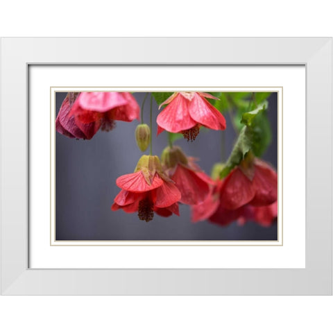 Chinese Lantern II White Modern Wood Framed Art Print with Double Matting by Crane, Rita