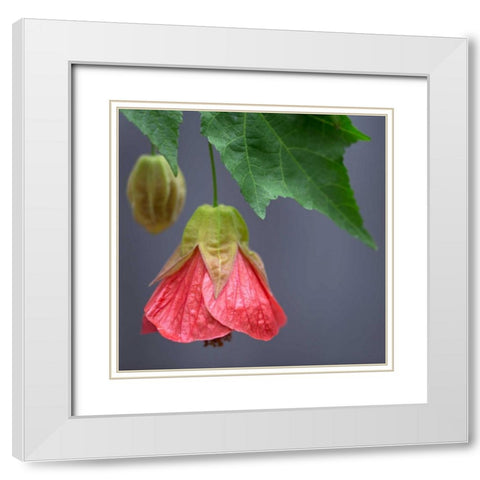 Chinese Lantern III White Modern Wood Framed Art Print with Double Matting by Crane, Rita